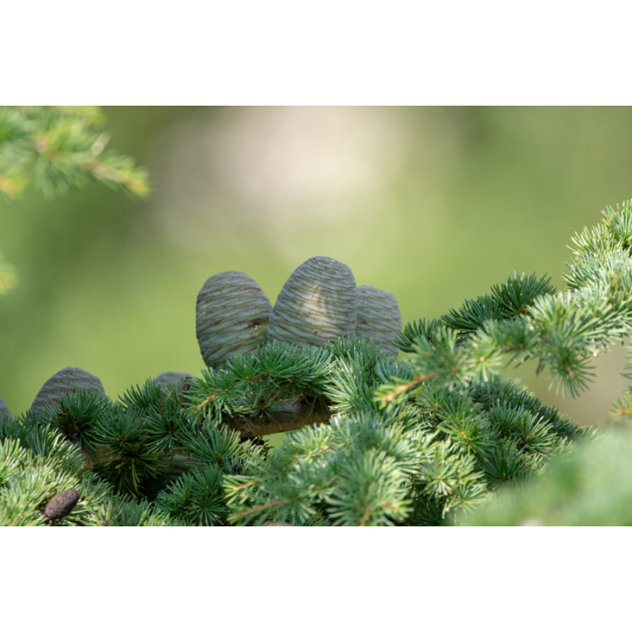 Zedernholz Himalaya BIO