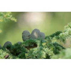 Zedernholz Himalaya BIO