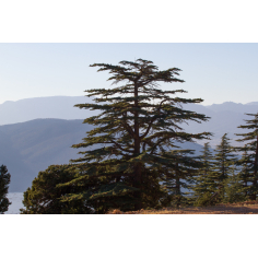 Zedernholz Himalaya BIO