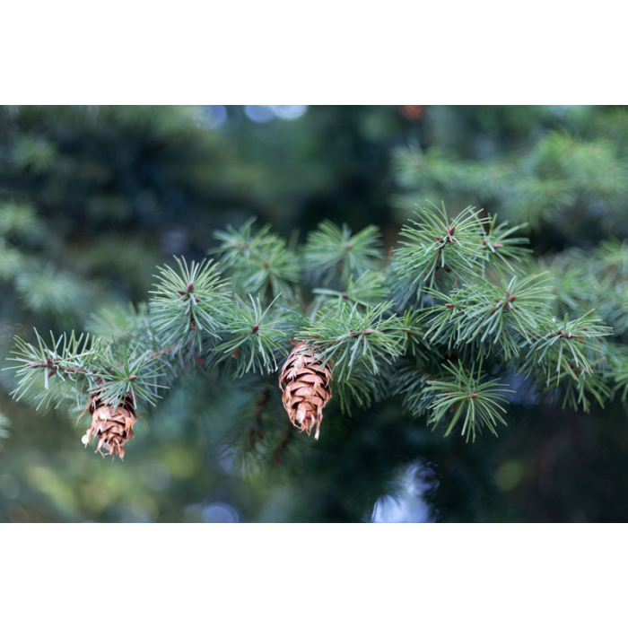 Douglasie Frankreich BIO Douglasie Frankreich BIO