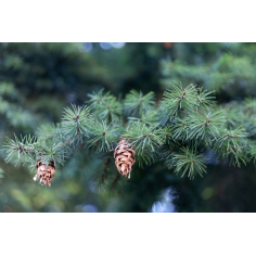 Douglasie Frankreich BIO