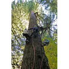 Douglasie BIO Schweiz - ätherisches Öl - Douglasienöl