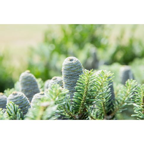 Balsamtanne BIO