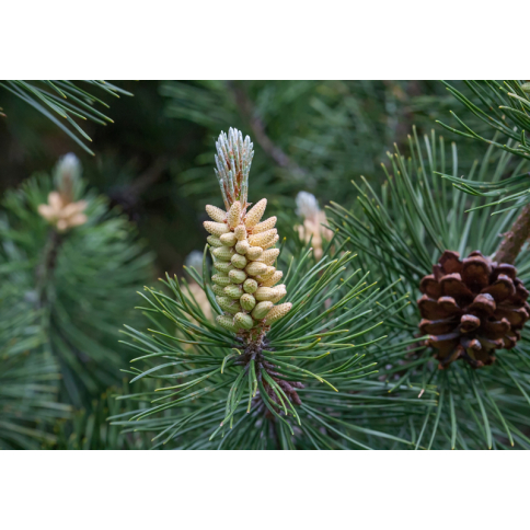 Kiefernadel BIO