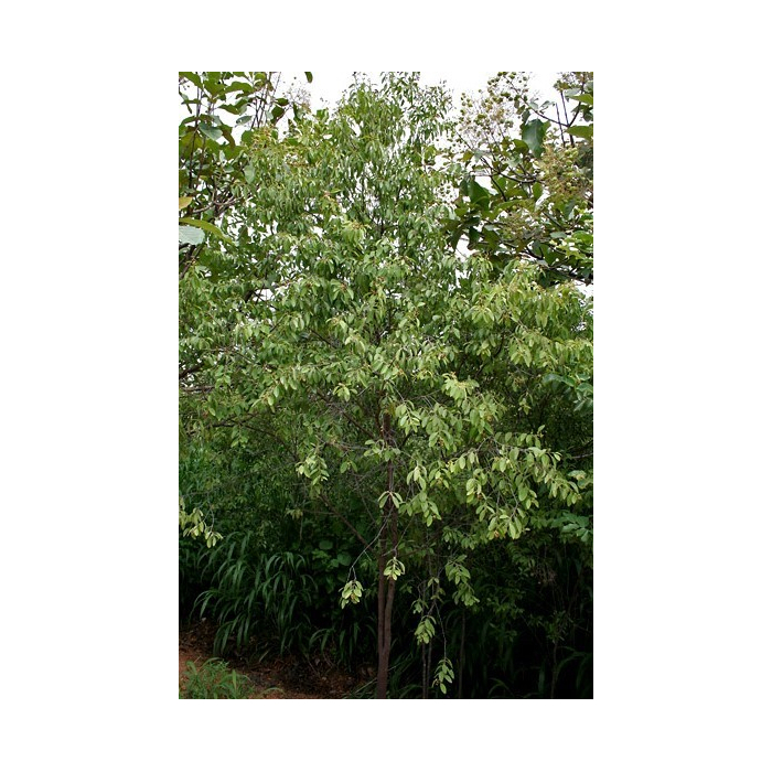 Sandelholz indisch (Mysore) BIO | Alle ätherische Öle