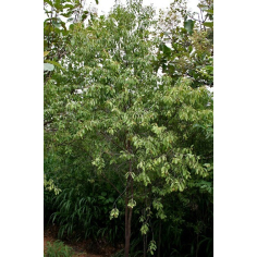 Sandelholz Mysore BIO