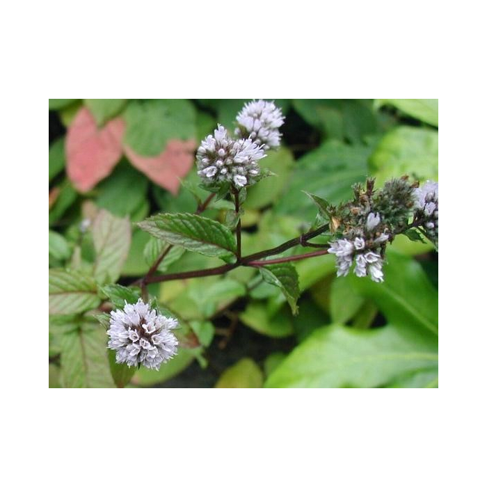 Pfefferminze indisch BIO Pfefferminze indisch BIO