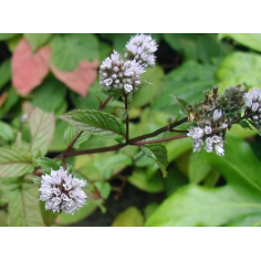 Pfefferminze indisch BIO