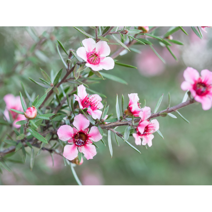 Manuka BIO - ätherisches Öl Manuka BIO - ätherisches Öl