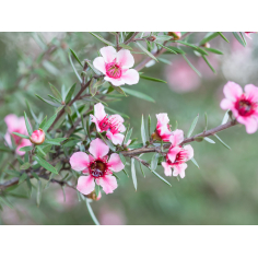 Manuka BIO - ätherisches Öl