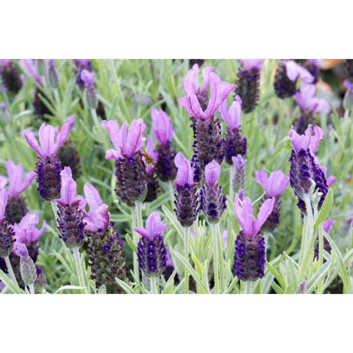Lavendel Sevilla BIO Lavendel Sevilla BIO
