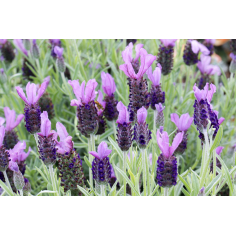 Lavendel Sevilla BIO