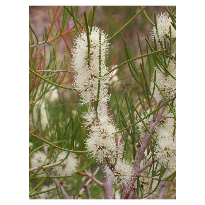 Honeymyrtle (Honigmyrtle) - ätherisches Öl