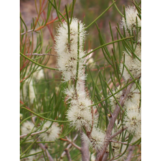 Honeymyrtle (Honigmyrtle) - ätherisches Öl