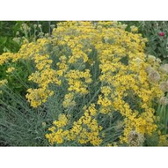 Immortelle BIO 50%