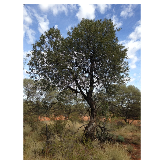 Sandelholz Australien premium