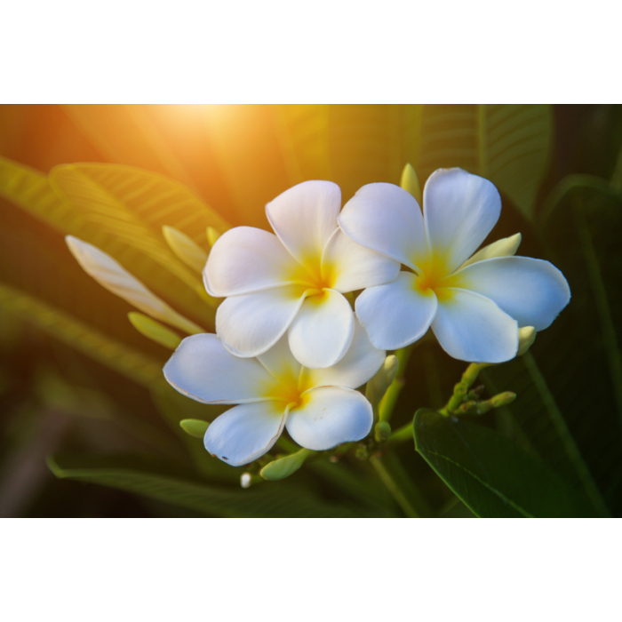 Frangipani 20% Frangipani 20%