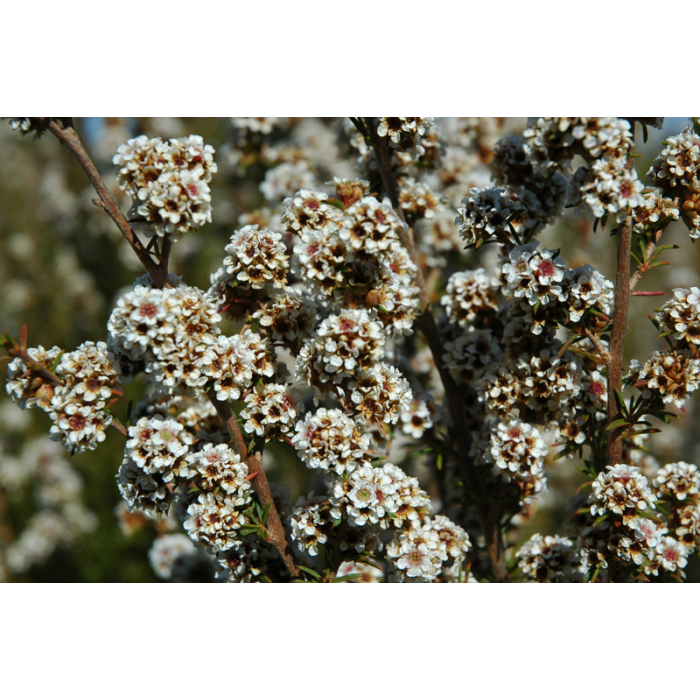 Fragonia Fragonia
