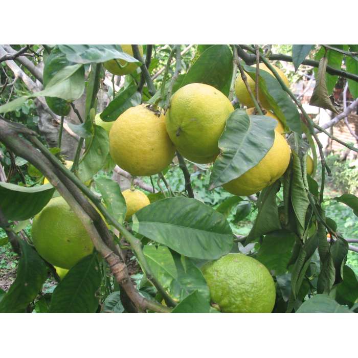 Bergamotte Furocumarinfrei BIO