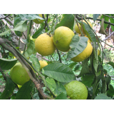 Bergamotte Furocumarinfrei BIO