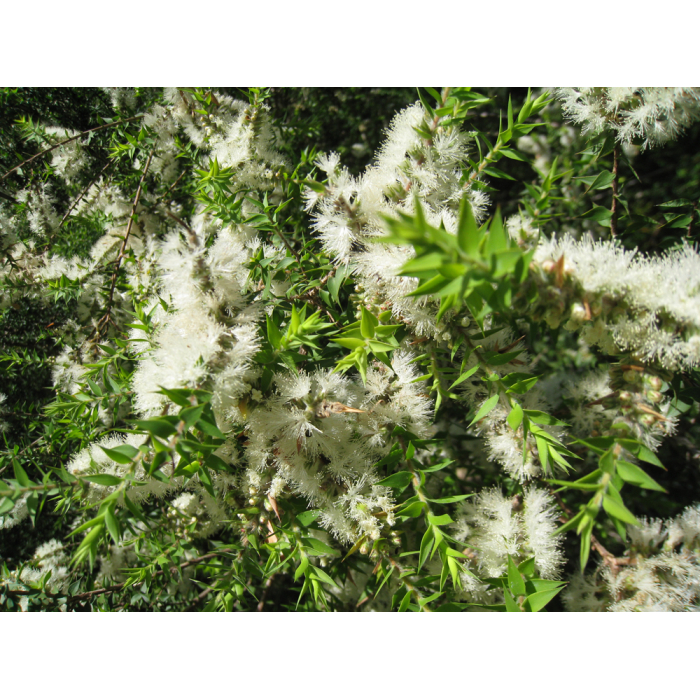 Kunzea Kunzea