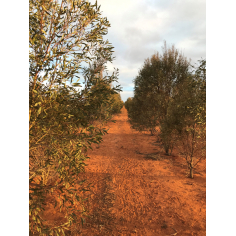 Eukalyptus Blue Mallee Bio