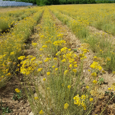 Immortellenwasser BIO