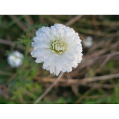 Kamillenblütenwasser BIO