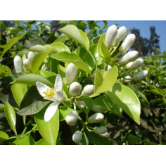 Orangenblütenwasser BIO