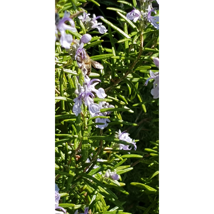 Rosmarinwasser BIO Rosmarinwasser BIO