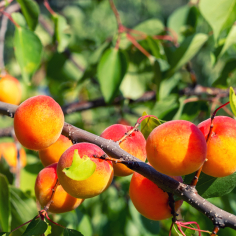 Aprikosenkernöl BIO