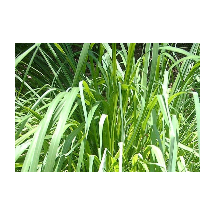 Citronella BIO