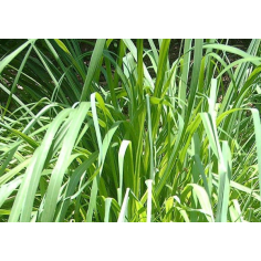 Citronella BIO