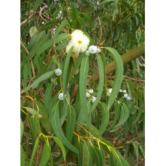 Eukalyptus Globulus BIO