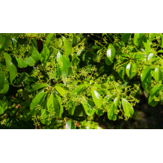 Ho-Blätter (Ho-Scho) ct. Linalool