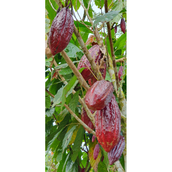 Kakao Extrakt BIO Aromaöl