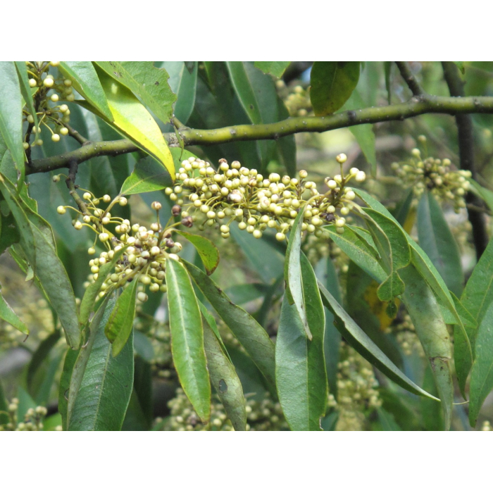 Litsea Cubeba BIO Litsea Cubeba BIO