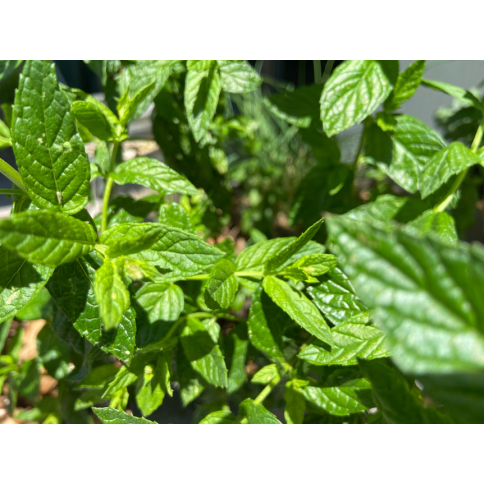 Nanaminze BIO Aromaöl