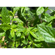 Nanaminze BIO Aromaöl