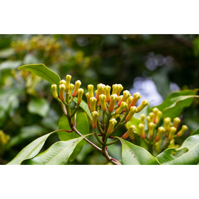 Nelkenknospe BIO Nelkenknospe BIO
