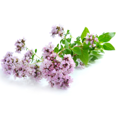 Oregano BIO Aromaöl