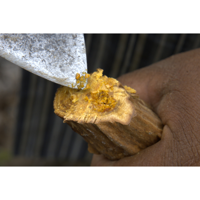 Palo Santo Öl Palo Santo Öl