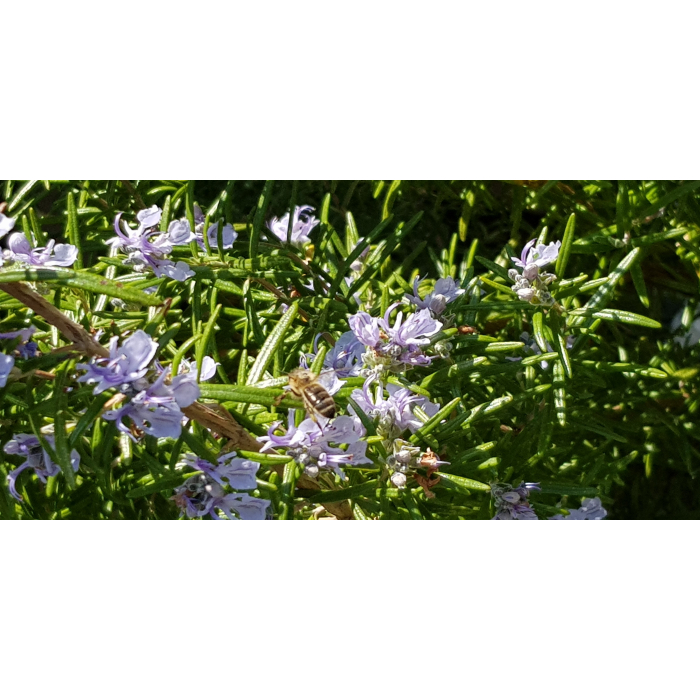 Rosmarin ct. Verbenon BIO