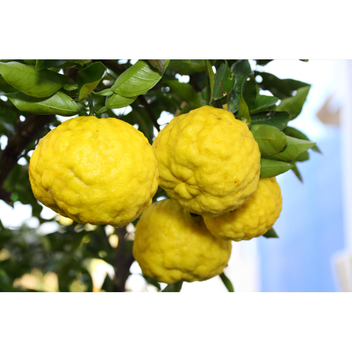 Yuzu Yuzu
