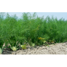 Fenchel süss BIO