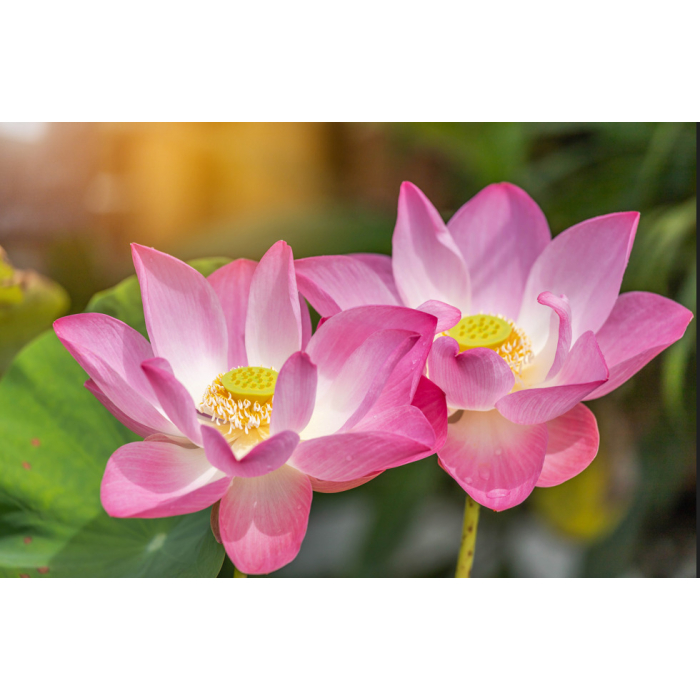 Lotusblüte 10% Lotusblüte 10%