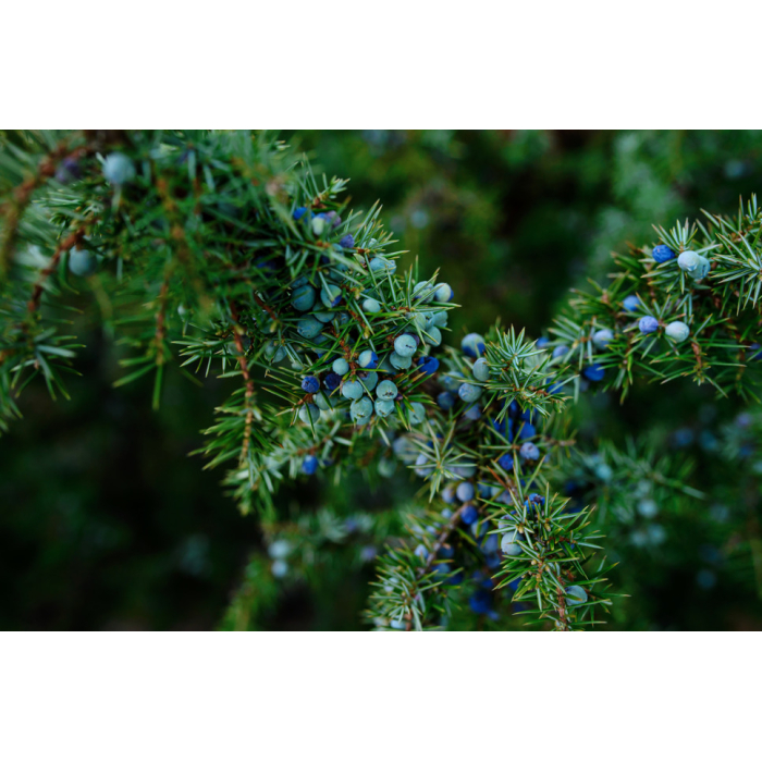 Wacholderbeere BIO