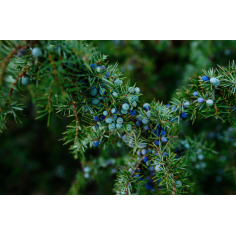 Wacholderbeere BIO
