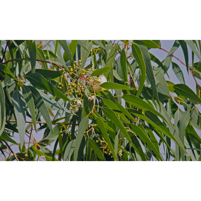 Eukalyptus Citriodora BIO