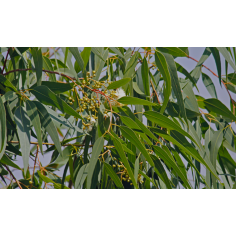 Eukalyptus Citriodora BIO
